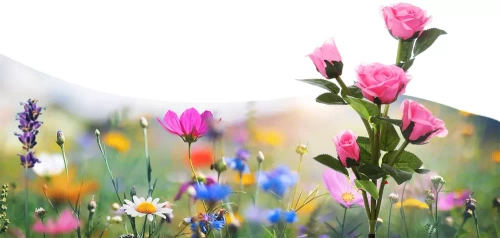 FLD-35-PINK | LED solar garden lamp Pink roses | 74cm, 600mAh