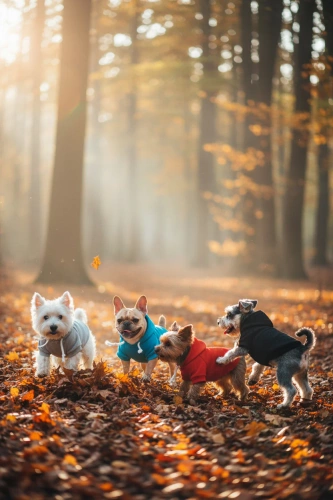 Mikina s kapucí pro psa a kočku | S | šedá | PET-015S-GY