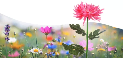 LED-Gartenleuchte Solar Chrysanthème | 72 cm, 600 mAh | pink | FLD-26-PINK