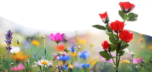 FLD-35-RED | LED saulės sodo lempa Raudonos rožės | 74 cm, 600 mAh