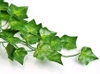 DG-Y230MM-VERT3| Lierre artificiel | Guirlande décorative | Feuilles ornementales