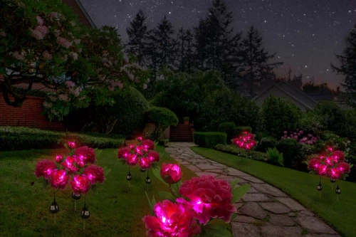 FLD-10-PAARS | Zonnebloem | Tuin LED-zonnelamp Pioenroos paars | 80cm, 600mAh