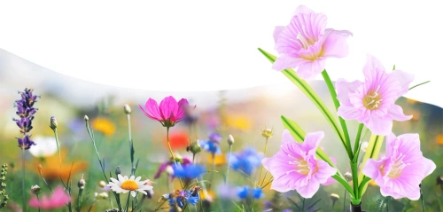 FLD-24 | Lampada solare da giardino Narcissus Daffodil | 67 cm, 600 mAh