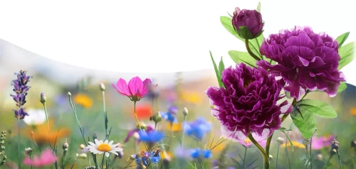 FLD-10-PÚRPURA | Flor solar | Lámpara solar LED de jardín Peony violeta | 80 cm, 600 mAh