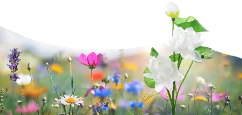 FLD-25-WIT | Zonnebloem | LED-tuinlamp op zonne-energie Lotus, Waterlelie | 72cm, 600mAh