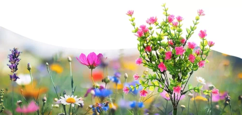 LED-Gartenleuchte Solarblume | 65 cm, 600 mAh | pink | FLD-31-PINK