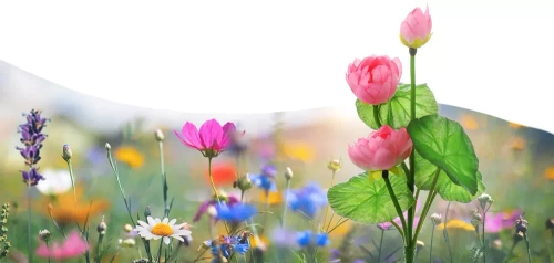 FLD-25-ROSA | Lampada solare da giardino a LED Lotus, Water Lily | 72 cm, 600 mAh