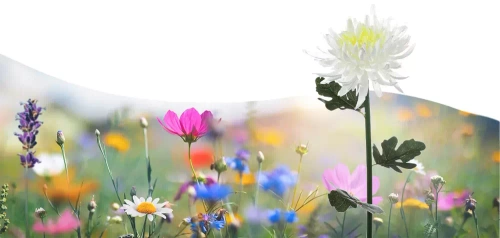 FLD-26-BLANC | Lampe solaire de jardin LED Chrysanthème | 72 cm, 600 mAh