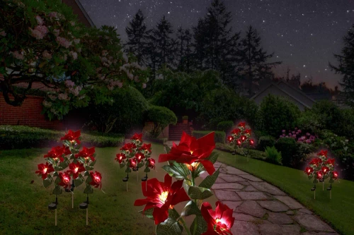 FLD-22-ROOD | Zonnebloem | LED-tuinlamp op zonne-energie Ster van Bethlehem | 70cm, 600mAh