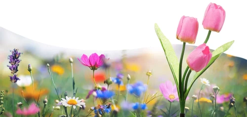 FLD-40-PINK | Solar garden lamp LED Tulip | 65cm, 600mAh