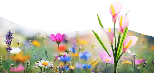 LED-Gartenleuchte Solar Blume | 67 cm, 600 mAh | pink | FLD-38-PINK