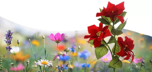 FLD-22-RED | Lampă solară de grădină LED Star of Bethlehem | 70 cm, 600 mAh