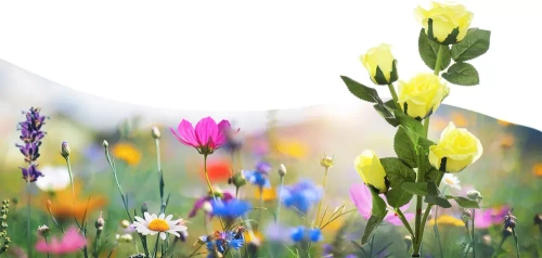 FLD-35-YELLOW | LED saulės sodo lempa Geltonos rožės | 74 cm, 600 mAh