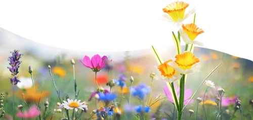 FLD-24 | Solar flower | LED solar garden lamp Narcissus daffodil | 67 cm, 600 mAh